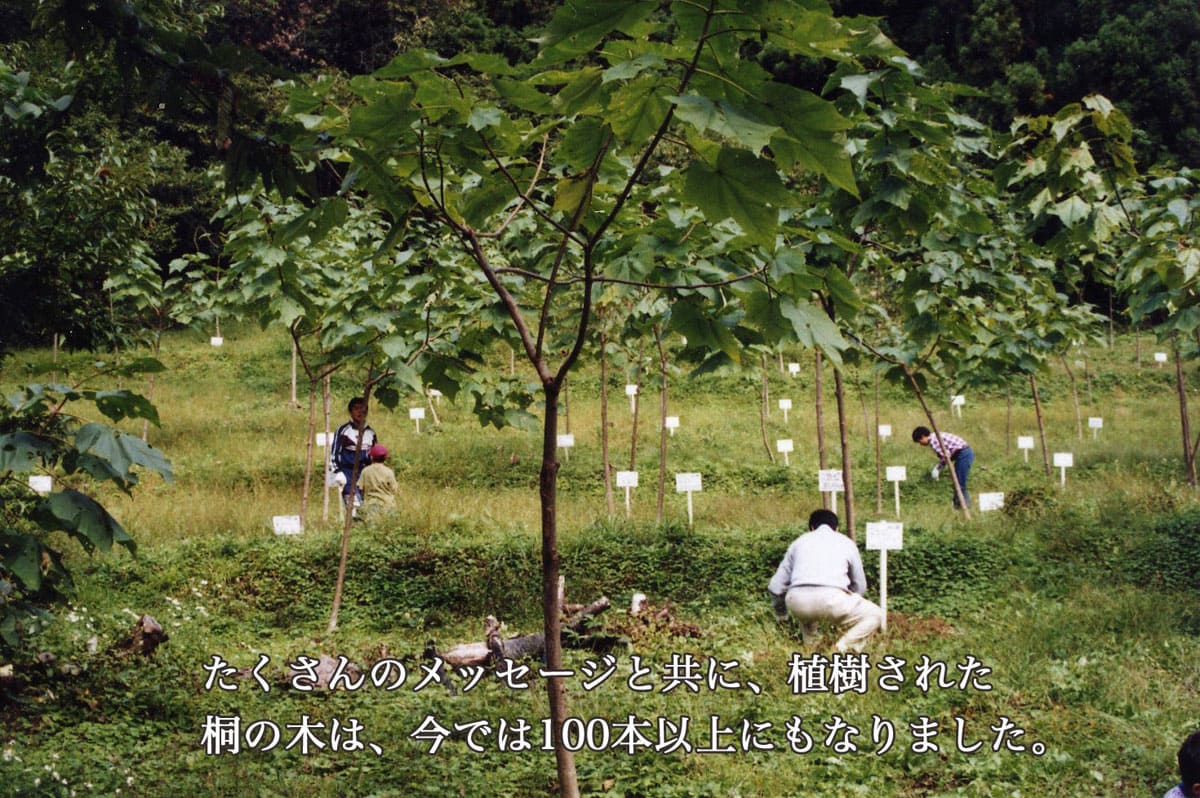 >たくさんのメッセージと共に、植樹された桐の木は、今では100本以上にもなりました。