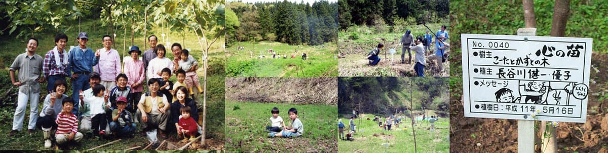 >私たちは、桐の苗を植えています。